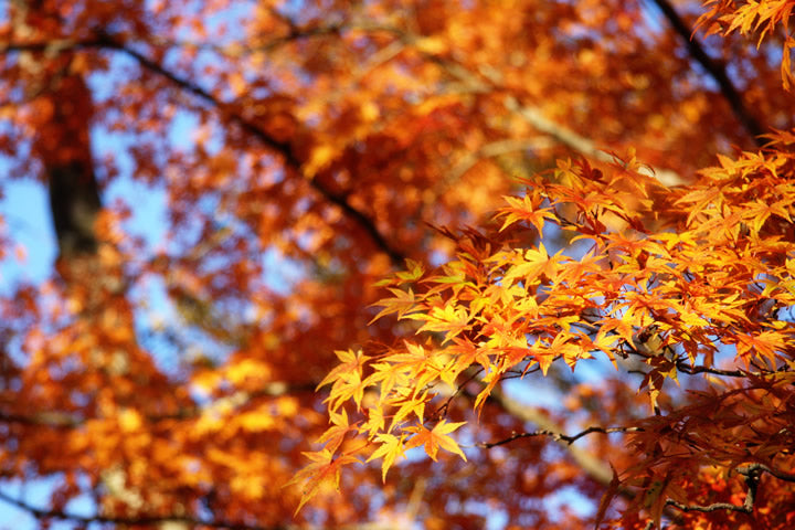 秋紅葉