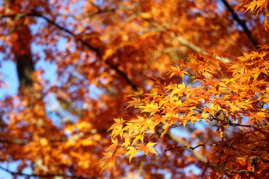 秋紅葉